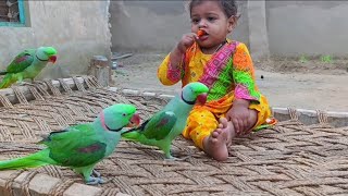 Cute baby parrot Eliza playing with 3 parrots [upl. by Hgielanna260]