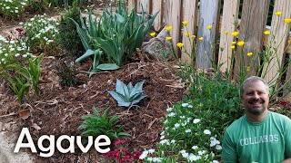 Awesome Blue Agave [upl. by Eylatan]