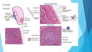 Spleen disorders and Hypersplenism [upl. by Earla467]