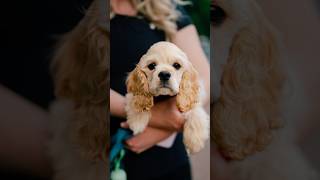 This puppy walked right up to me 😭 streetportraits dogphotography [upl. by Ialokin359]