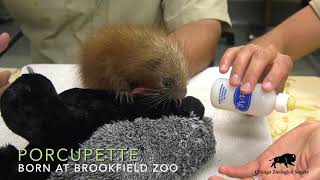 Baby PrehensileTailed Porcupine [upl. by Eilis846]