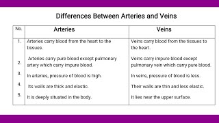 Differences between Arteries and Veins  Blood vessels [upl. by Zilber90]