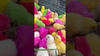 Colourful chickens 🤩 hen chicken baby 🐥 trending shorts babybird chicks [upl. by Armat]