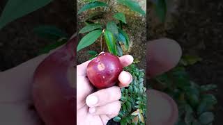 plum fruit  Red plum  Alubukhara fruit  Plum fruit  Subtropical fruit  Winter fruit  Shorts [upl. by Jeconiah]