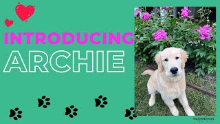 😍 🐕 INTRODUCING ARCHIE 🐕 🐕 🐕 ஆர்ச்சி Video 🐕 🐕🐕 🔥 Americala💥USA Tamil Vlogs🇺🇸🔥shorts [upl. by Maze]