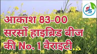 सीमेक सीडस f1 हायब्रिड लाही 8300 बम्पर पैदाबार [upl. by Tann]