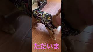 20240925 外に行くぞー、ななちゃんGO！ shorts ダックスフンド 保護犬 [upl. by Onateyac329]