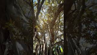 Sanremo Italy short youtubeshorts italy travel citytour placestovisit natureview [upl. by Aeiram]