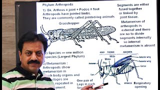 First Year  Chapter 10  Kingdom Animalia  Part 9  Phylum Arthropoda [upl. by Costa]