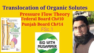 Translocation of Organic SolutesPressure Flow TheoryFederal BoardCH10Punjab BoardCH14FSc1 [upl. by Conte]