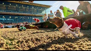 2024 Wiener Dog Championships at The Fairgrounds Race Track  New Orleans  3224 [upl. by Laidlaw]