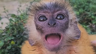 Cute Baby Monkey Yoyo [upl. by Winsor]