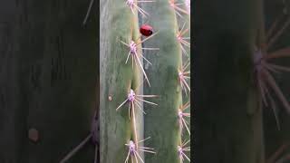 San Pedro Cactus Hard Grown Garden Tour pt 2 [upl. by Platto]