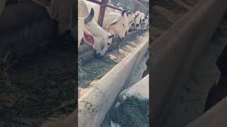 Cow helping animals helping cow help humanhelp animals cowvideos [upl. by Deery]