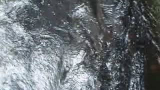 Nehalem River Coho swimming up fish ladder [upl. by Rudyard]