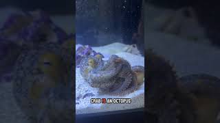 Watch a tiny octopus catch a huge crab [upl. by Goulder402]