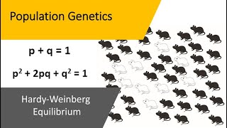 Population Genetics  Hardy Weinberg Equilibrium [upl. by Einnor]