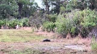 Jousting Gopher Tortoises Port Charlotte Florida 102224 [upl. by Ariahs]