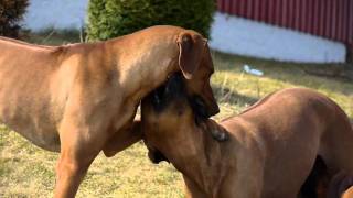 Rhodesian Ridgeback [upl. by Enrica837]