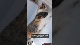 5 datos curiosos de los gatos tricolor [upl. by Severn]