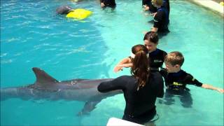 Children Swim with Dolphins Miami [upl. by Ihcekn]