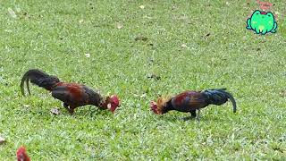 Hen Fight Video 2021  Village Hen Fight Natural  Funny Video [upl. by Aelhsa]