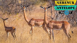 Gerenuk Antelope  Long Necked Antelope Species From Africa [upl. by Yssenhguahs]