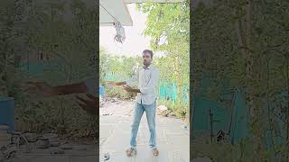 Addanki cheera katte trending latestupdates comedy shorts viewsviralvideosubscribersgrow [upl. by Yekcaj]