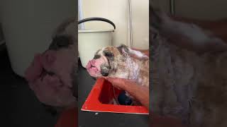 Baño perro Bulldog a Domicilio perros [upl. by Abbott]