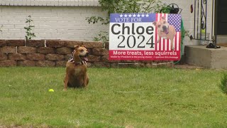 Neighbors in Arvada put up dueling political signs for their dogs [upl. by Onitsuaf]