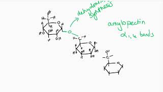 amylopectin [upl. by Ilyse]