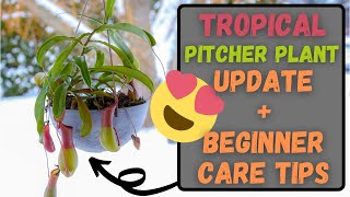 Tropical Pitcher Plant Care Tips For Beginners amp Update  Did My Nepenthes Ventrata Make It [upl. by Dolhenty]