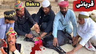 Qurbani Bakra  New Funny Video 2024 By Tuti Gull Official [upl. by Alleuqahs]