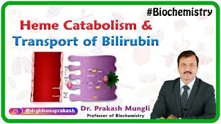 Heme Catabolism And Transport Of Bilirubin  Medical Biochemistry by Dr Prakash Mungli [upl. by Neehsar]