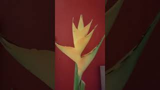 strelitzia plant asrmnatureplants viralvideo [upl. by Dyrrej]