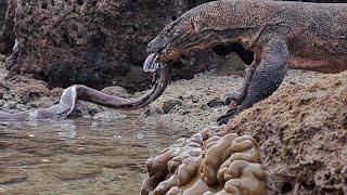 komodo dragon eats eel or its scientific name is Electrophorus electricus [upl. by Verney375]