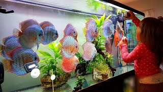 Adding New Discus Fishes to my Beautiful Discus Aquarium Plants [upl. by Airdua]