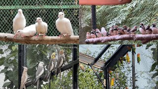 Love Birds Cockatiel China Dove Fisher Finches Breeder Setup  Muslim Breeder Farm [upl. by Notnil]