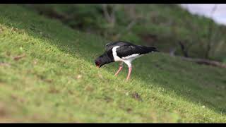 Oystercatcher quotHaematopus ostralegusquot [upl. by Koloski746]