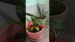 snakeplant whitelily indoorplants newentry homegardening trendingplants [upl. by Ruskin]