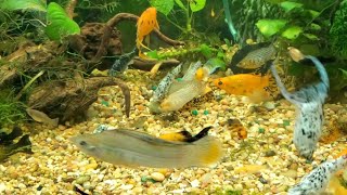 Assorted Mollies Poecilia LatipinnaVeliferaSphenops 72 Gallon 272 Liter Bow Front Aquarium [upl. by Treblah]