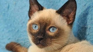 Animal Planet  Cats 101  Tonkinese [upl. by Soracco]