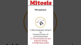 Mitosis animation biology [upl. by Ellennoj]