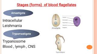 Introduction to blood flagellate leishmania  trypanosomes مقدمة لـ السوطيات الدموية [upl. by Nesnej747]