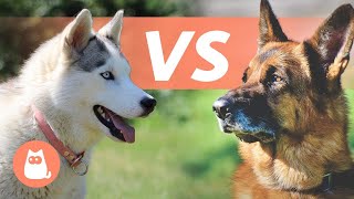 Huksy de Sibérie VS Berger Allemand 🐕 Lequel choisir [upl. by Latsirhc]