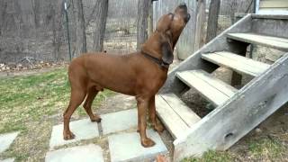 Redbone Coonhound Howling [upl. by Eisyak]