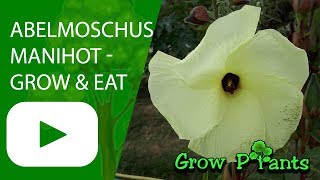 Abelmoschus manihot  grow care harvest amp eat Aibika [upl. by Hatokad]