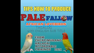 TIPS HOW TO PRODUCE PALE FALLOW AFRICAN LOVEBIRDS FROM LOW CHEAP AFFORDABLE PAIRINGS [upl. by Blisse341]