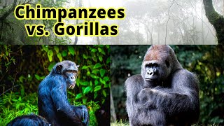 Chimpanzees vs Gorillas How to Distinguish Them [upl. by Waneta]