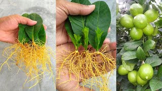 How to grow lemon trees from lemon leaves  With 100 Success [upl. by Aurel861]